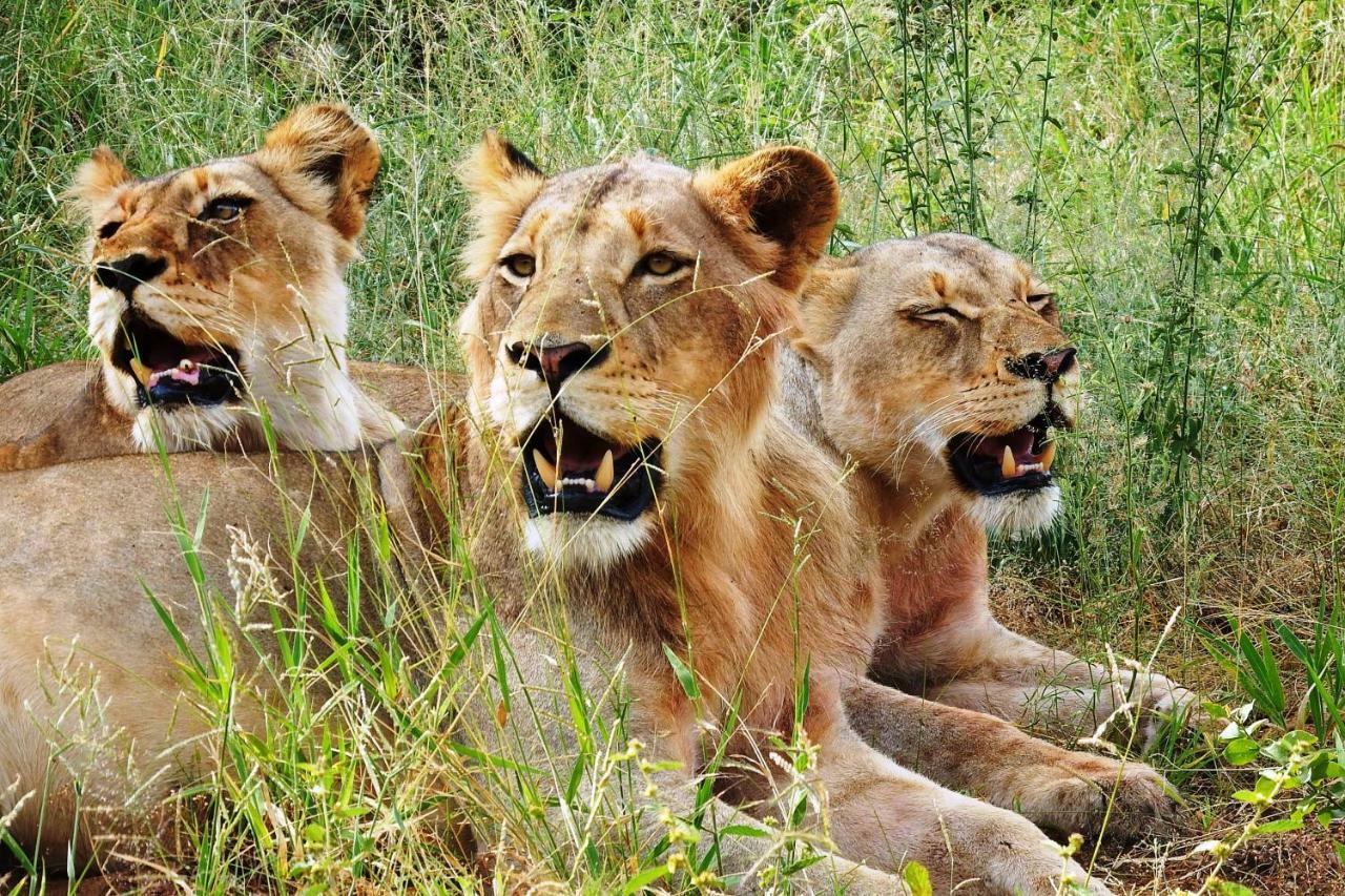 Ndzuti Safari Camp Villa Balule Game Reserve Eksteriør billede